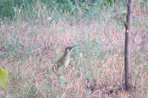Zelena žuna (Picus viridis)