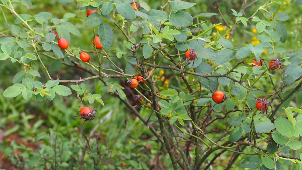 Rosa canina