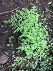 Adiantum amplum image