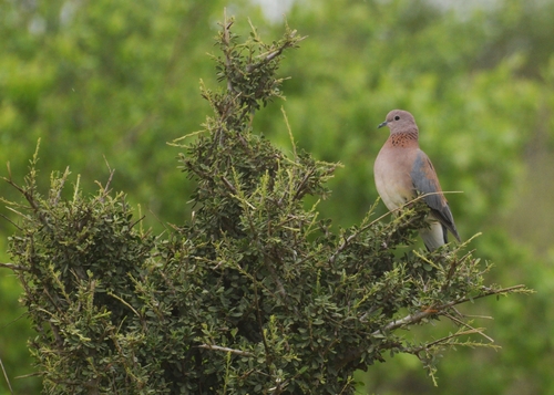Laughing Dove
