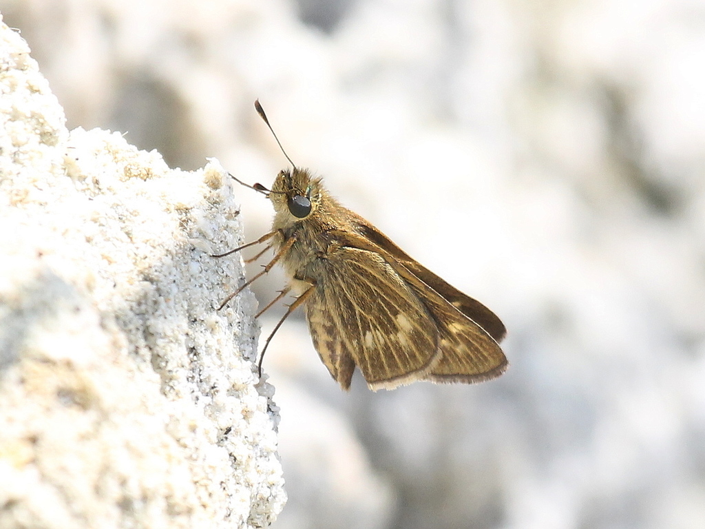 Eyed Skipper Butterfly