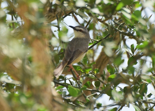 Tawny-flanked Prinia