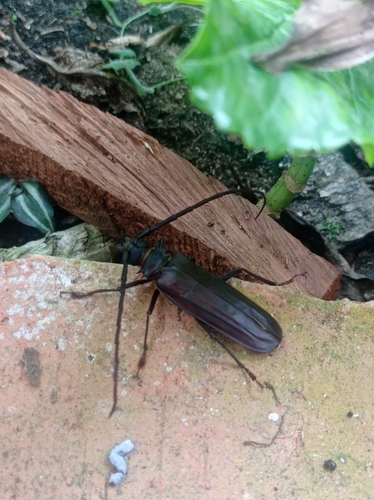 Derobrachus longicornis image
