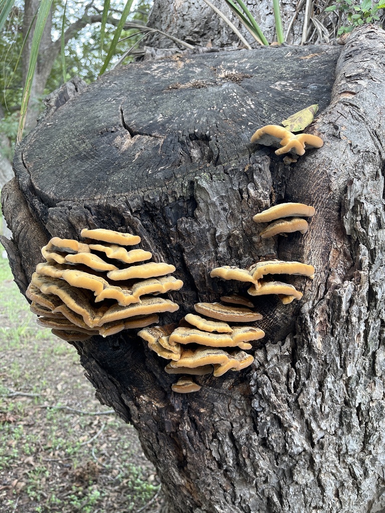 Mustard Yellow Polypore from Texas State University, San Marcos, TX, US