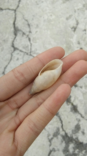 Wolfsnails