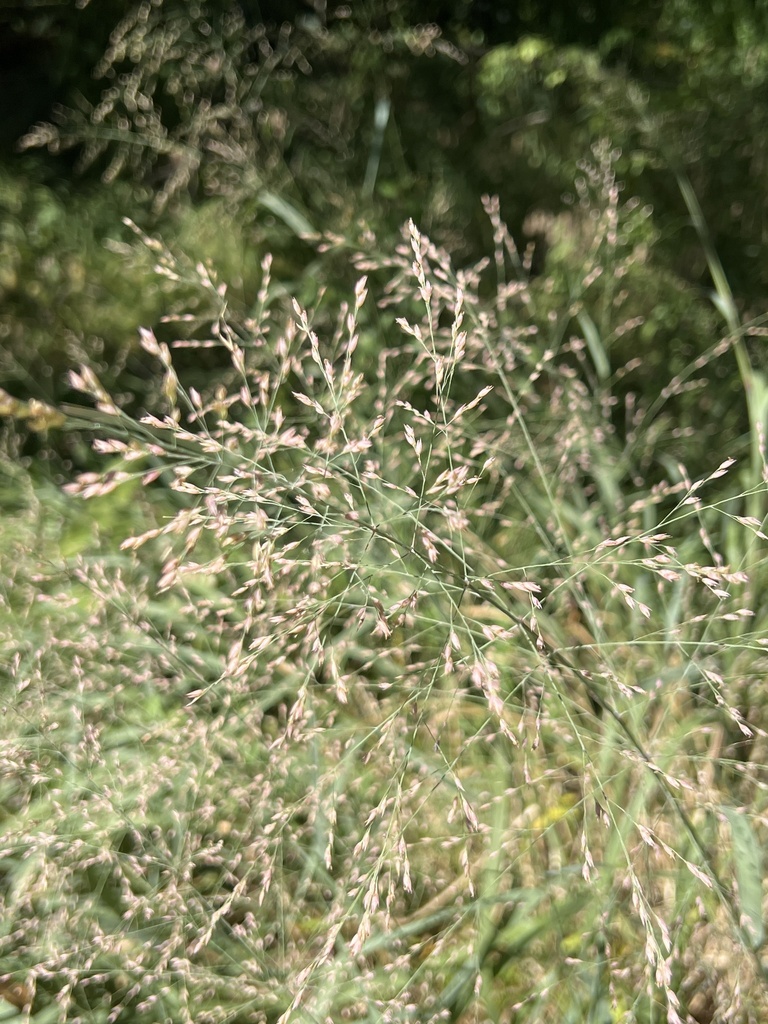 switchgrass from Russ Pitman Park, Bellaire, TX, US on October 01, 2022