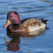 Mallard × Red-crested Pochard - Photo (c) Pathfinder72, all rights reserved, uploaded by Pathfinder72