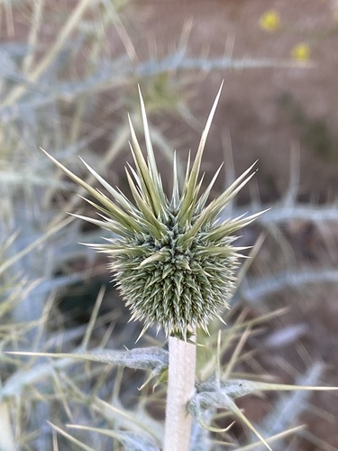 Horned globe thistle (Echinops ceratophorus)