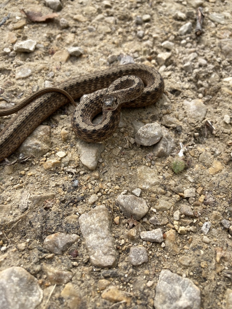 Dekay's Brownsnake from Dead End Rd, Berlin, WI, US on October 02, 2022
