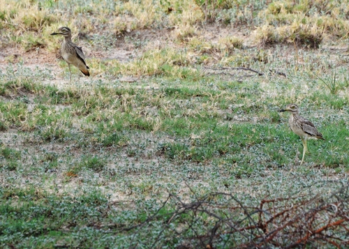Senegal Thick-knee