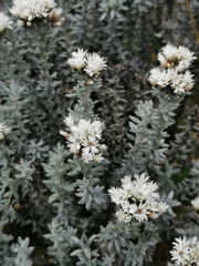 Chionolaena lavandulifolia image