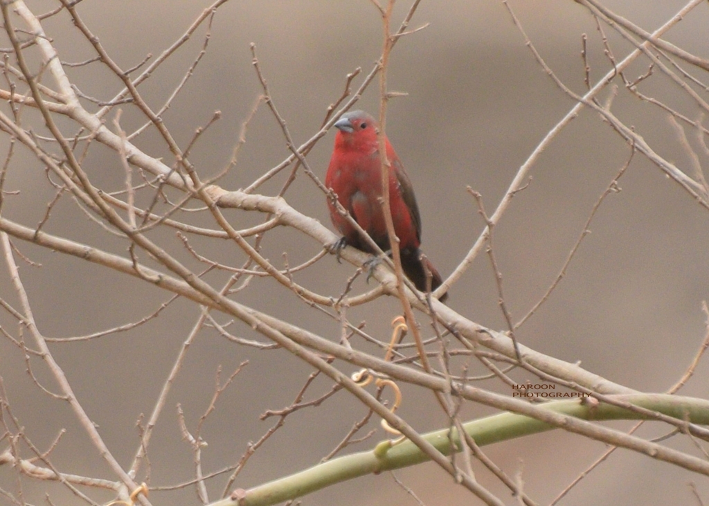 Rock Firefinch photo
