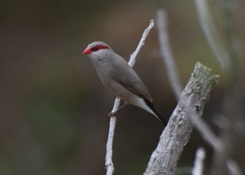Black-rumped Waxbill