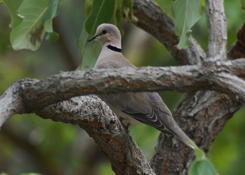 Vinaceous Dove