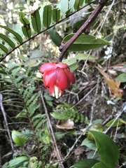 Cavendishia guatapeensis image