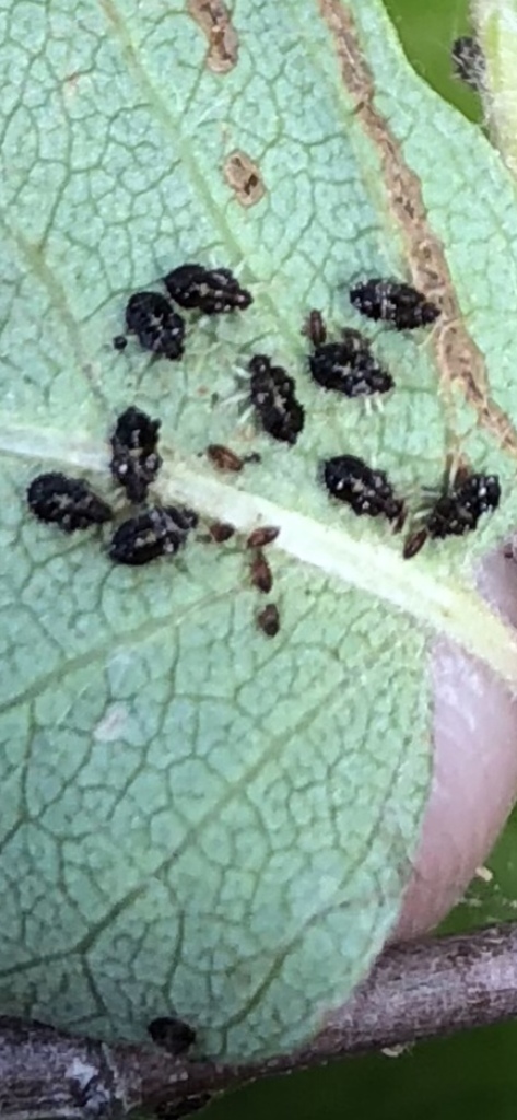 True Bugs, Hoppers, Aphids, and allies from Stettler County No. 6, , AB ...