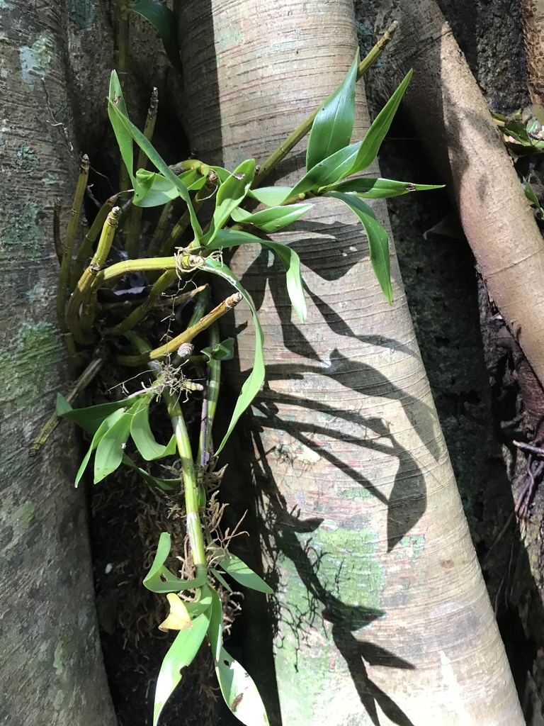 Blotched Cane Orchid in October 2022 by Mick Drews · iNaturalist