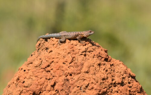 Cerrado Lava Lizard