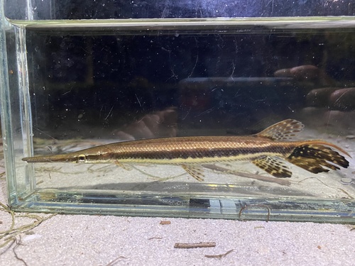 Florida Gar