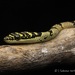 Sri Lankan Flying Snake - Photo (c) Sakuna Nethraja Gamage, all rights reserved, uploaded by Sakuna Nethraja Gamage