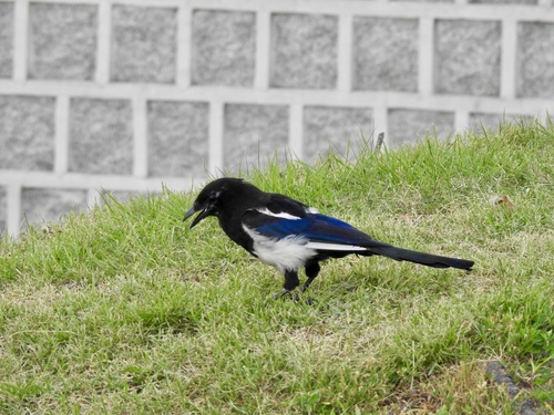 Oriental Magpie