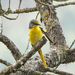 Long-tailed Minivet - Photo (c) Rejoice Gassah, all rights reserved