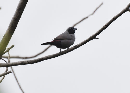 Black-faced Firefinch