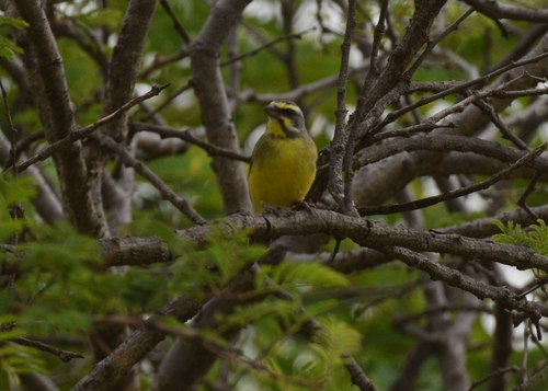 Yellow-fronted Canary