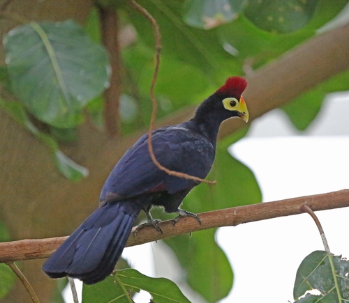 Ross's Turaco