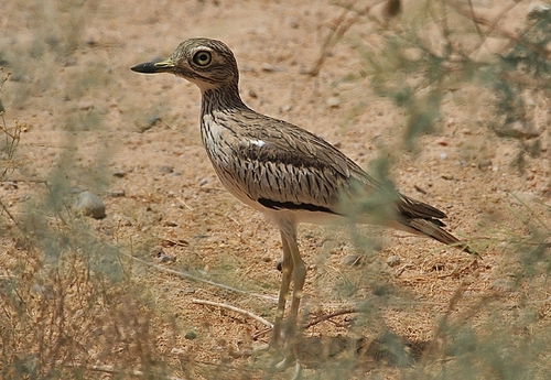 Senegal Thick-knee