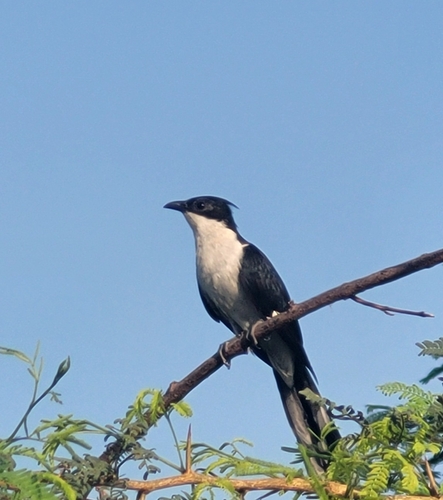 Pied Cuckoo