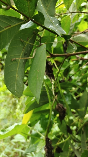 Onomarchus uninotatus