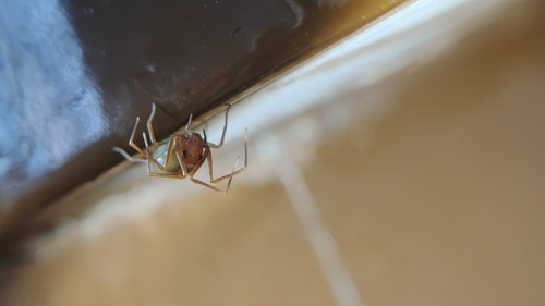 Ant-like Crab Spider