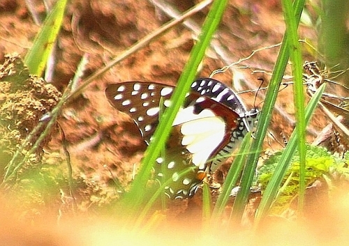 Northern Angola White Lady