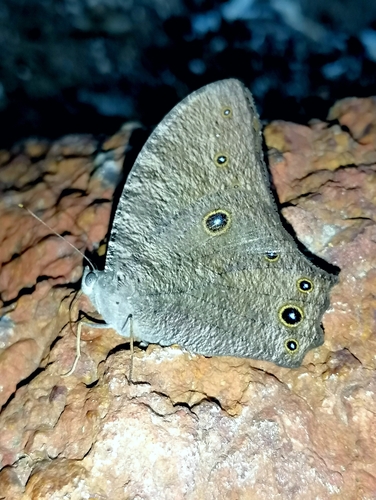 Common Evening Brown
