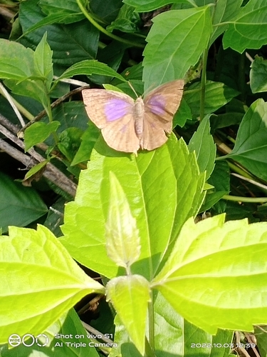 Purple Leaf Blue