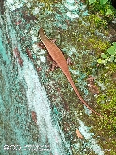 Keeled Indian Mabuya