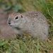 Caucasian Mountain Ground Squirrel - Photo (c) alenapenzeva2004, all rights reserved