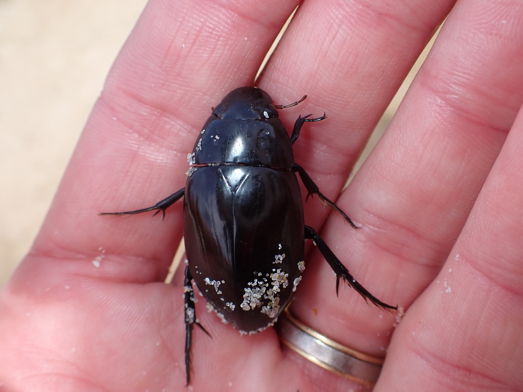 hydrophilus-latipalpus-from-four-mile-creek-conservation-area-four