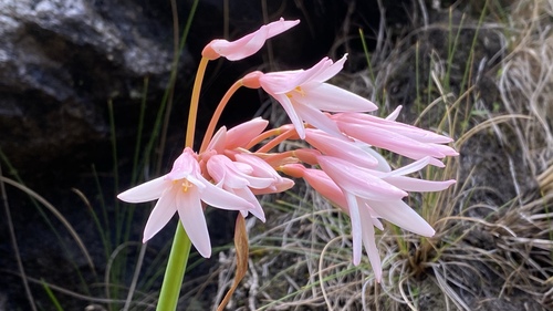 Cyrtanthus erubescens