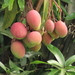 Indian Mango - Photo (c) Milton Galvis, all rights reserved, uploaded by Milton Galvis