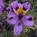 Alstroemeria philippii - Photo (c) thalia wolff, all rights reserved, uploaded by thalia wolff