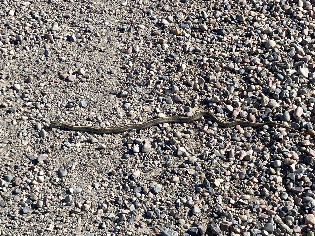 Western Terrestrial Garter Snake from Hamer, ID, US on September 30 ...