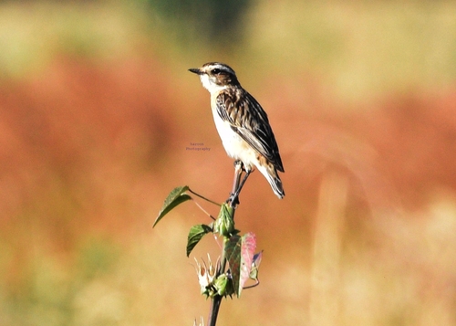 Whinchat