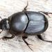 Onthophagus taurus - Photo (c) gernotkunz, כל הזכויות שמורות, הועלה על ידי gernotkunz
