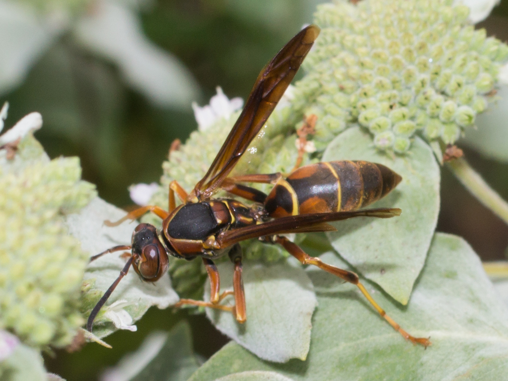 Dark Paper Wasp from Anne Arundel, Maryland, United States on September ...