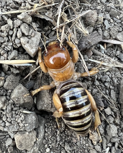 iNaturalist observation photo of North American Jerusalem Crickets