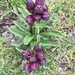 Purple Gentian - Photo (c) Anita, all rights reserved, uploaded by Anita