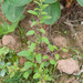 Many-seeded Goosefoot - Photo (c) Tig, all rights reserved, uploaded by Tig