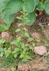 Many-seeded Goosefoot - Photo (c) Tig, all rights reserved, uploaded by Tig